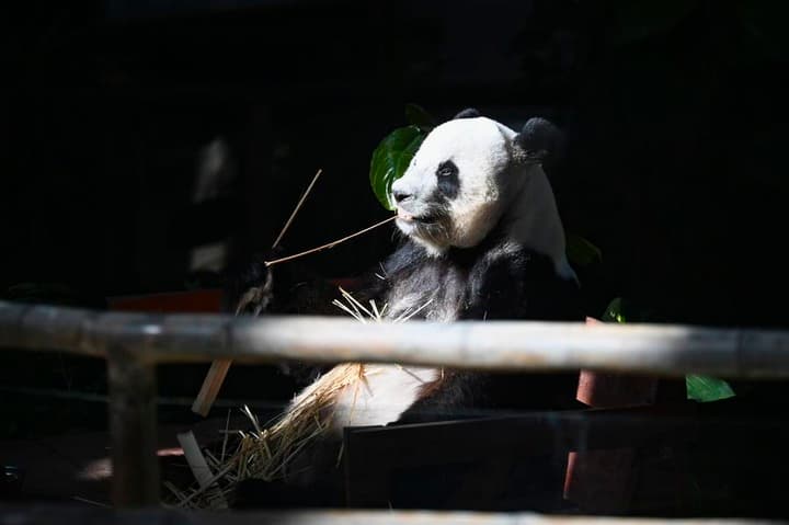 ชาวมาเลเซียแวะอำลา 'แพนด้ายักษ์' ก่อนส่งกลับจีน