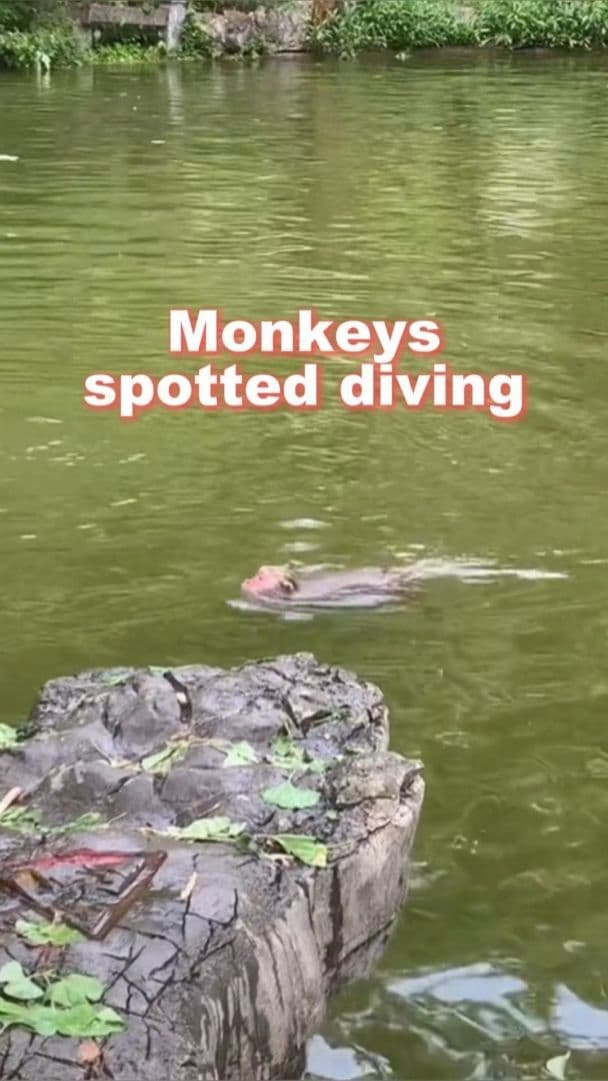 ลิงหรือนักดำน้ำ! เจ้าจ๋อตัวน้อย 'โดดน้ำ' ดับร้อนในกุ้ยหลิน