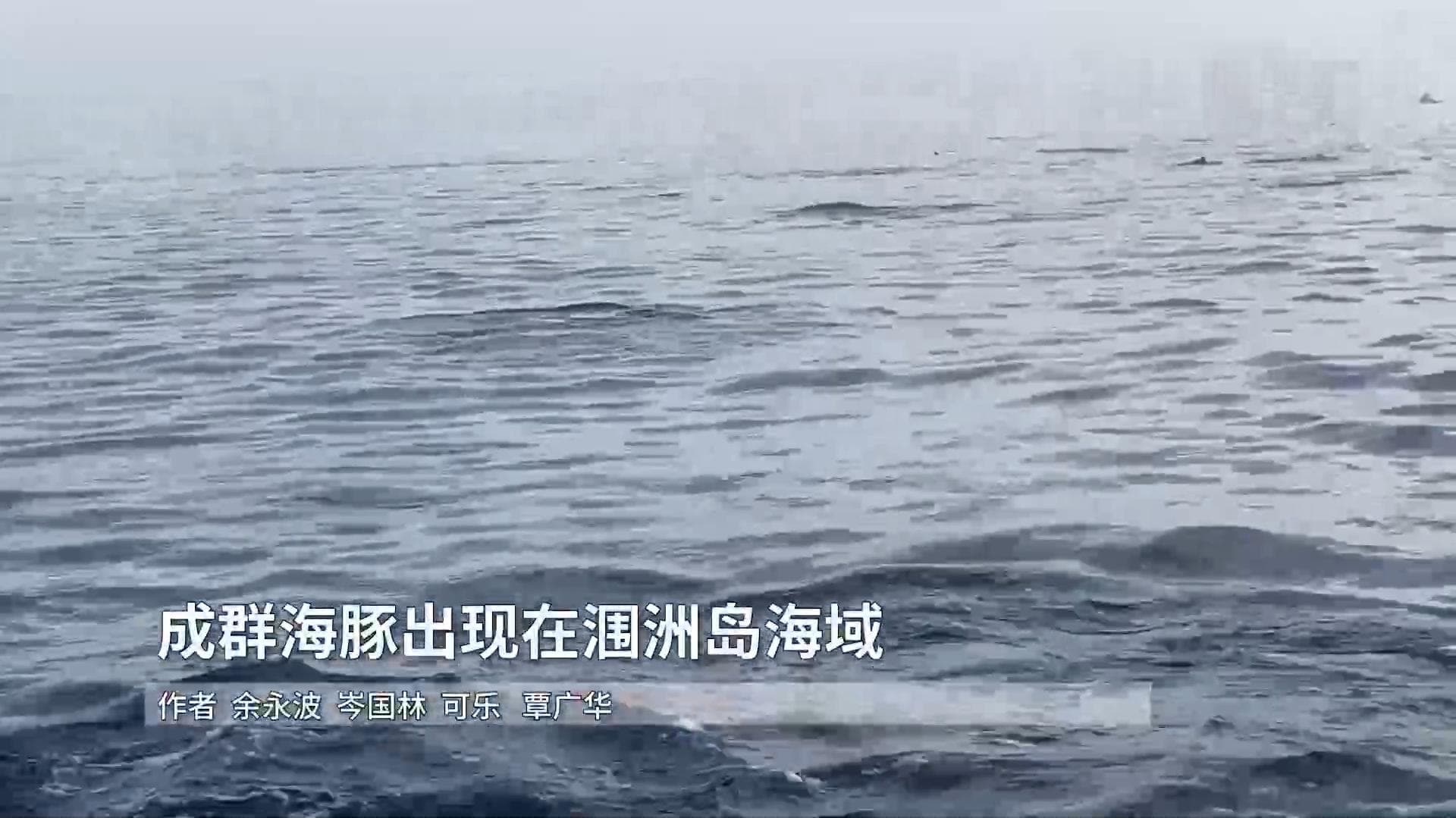 ชาวประมงกว่างซีพบ 'โลมา' นับร้อยว่ายโดดตามเรือ