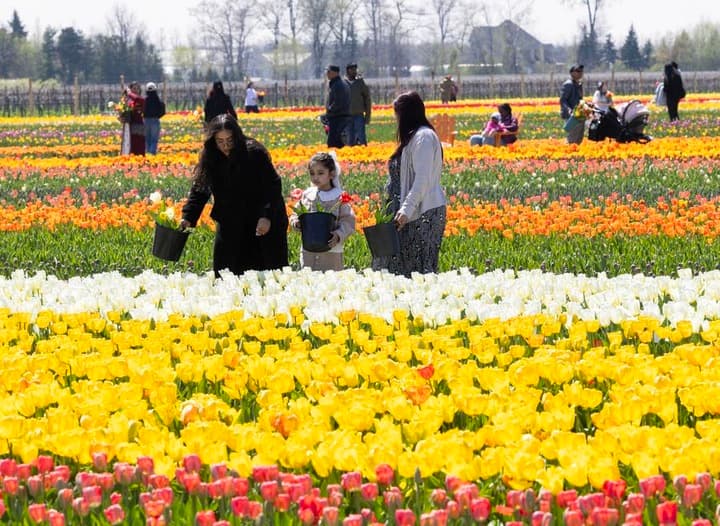 ผู้คนเดินเก็บ 'ดอกทิวลิป' สีสวยในแคนาดา