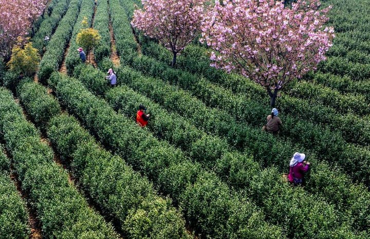 นักวิทย์จีนไขความลับคงความสดของ 'ชา' ปลายฤดูใบไม้ผลิ