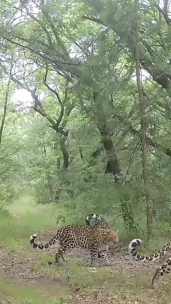 แม่ลูก 'เสือดาวจีนเหนือ' หางยาว เดินเตร่กลางป่ากานซู่