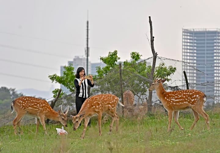 ต้าเหลียนหนุน 'กวางซิกา' อยู่ร่วมมนุษย์กลมกลืน