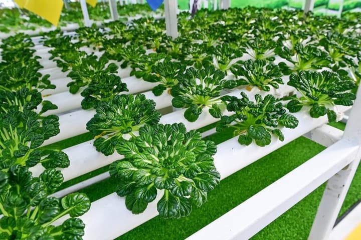 เยือน 'โรงเรือนอัจฉริยะ' ปลูกผักเขียวน่ากินในซินเจียง