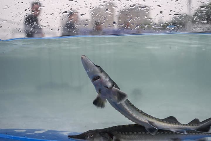 ลุ่มแม่น้ำแยงซี' พบสายพันธุ์ปลาเพิ่ม ผลลัพธ์ห้ามทำประมงสิบปี