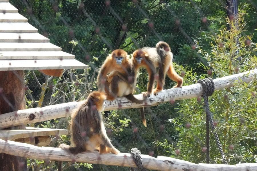สวนสัตว์ฝรั่งเศสเปิดตัว 'ลิงจมูกเชิดสีทอง' หายากจากจีน