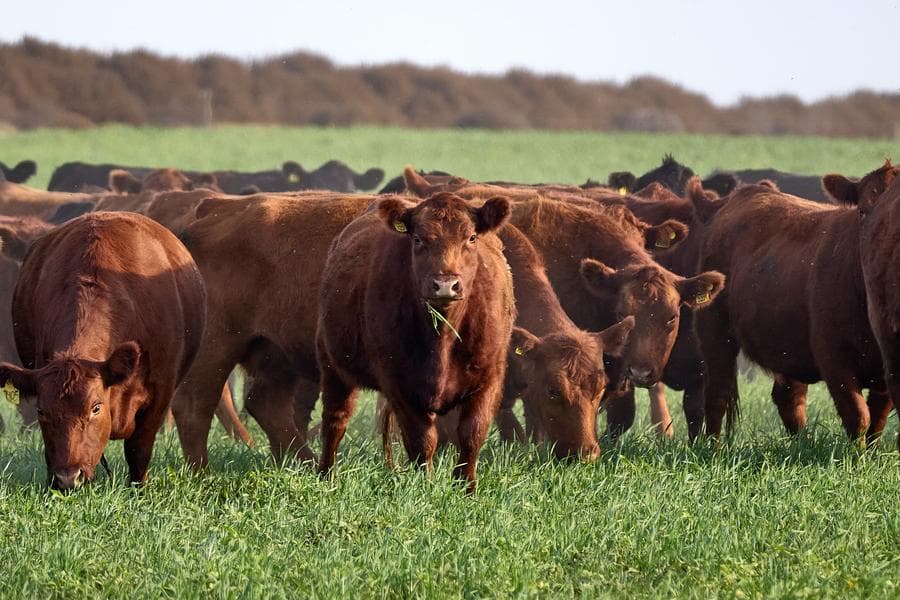 ฝูงวัวหากินกลาง 'ทุ่งหญ้าแพมพัส' เขียวขจีในอาร์เจนตินา