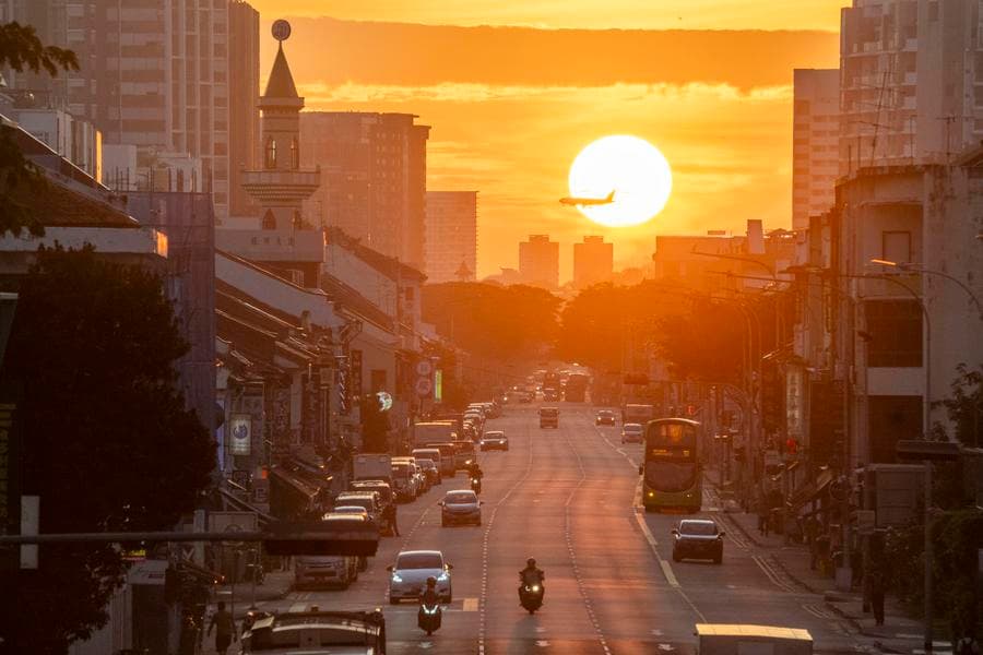 สิงคโปร์เล็งขยายโครงการคุม 'นกพิราบ' หลังผลทดลองน่าพอใจ