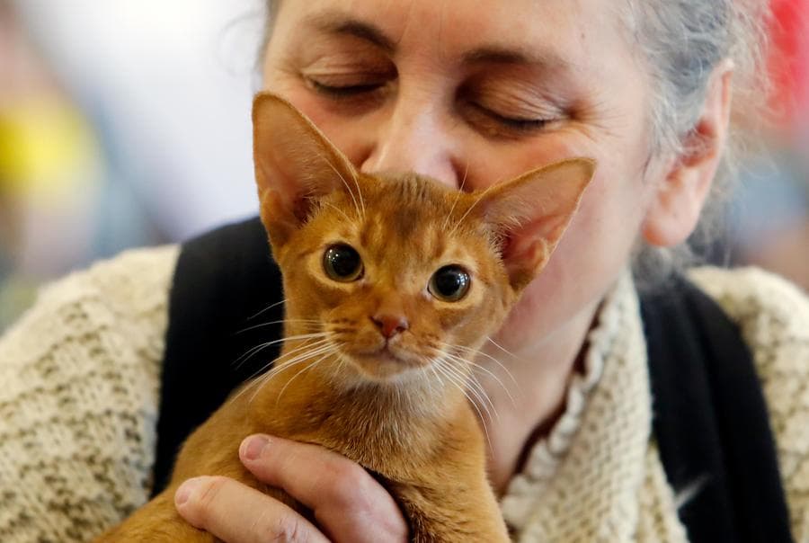 เจ้าเหมียวตาแป๋วอวดความน่ารักประชันโฉมในโรมาเนีย