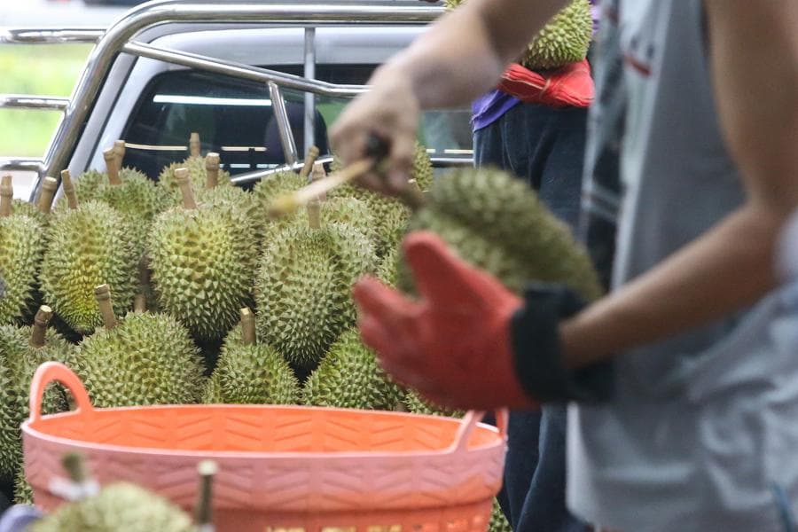 ส่อง 'ล้งทุเรียน' เมืองจันฯ ช่วงฤดูเก็บเกี่ยว