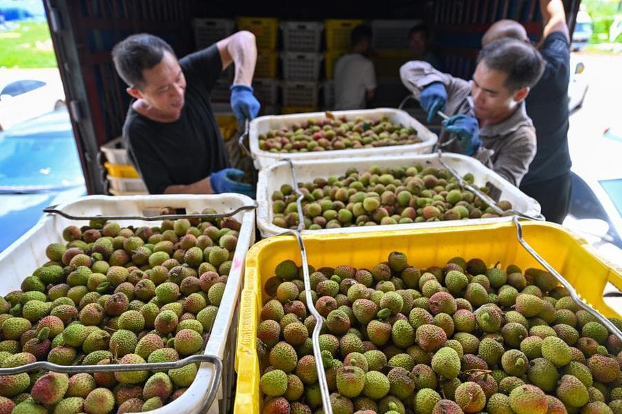 ลิ้นจี่ไหหลำ' เจาะตลาดต่างชาติ ส่งออกทะลุ 50 ล้านหยวนแล้ว