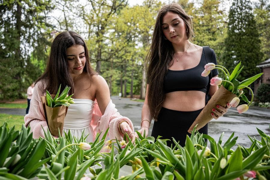 เทศกาล 'ดอกทิวลิป' สีสวยสดใสในสหรัฐฯ