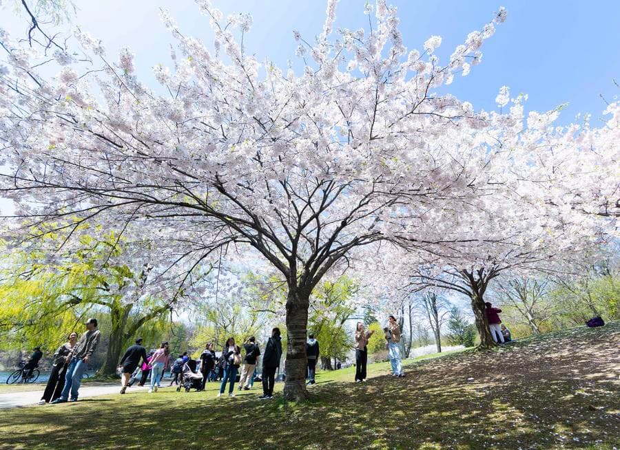 ดงดอก 'ซากุระ' ชมพูหวาน เติมพลังใจในแคนาดา