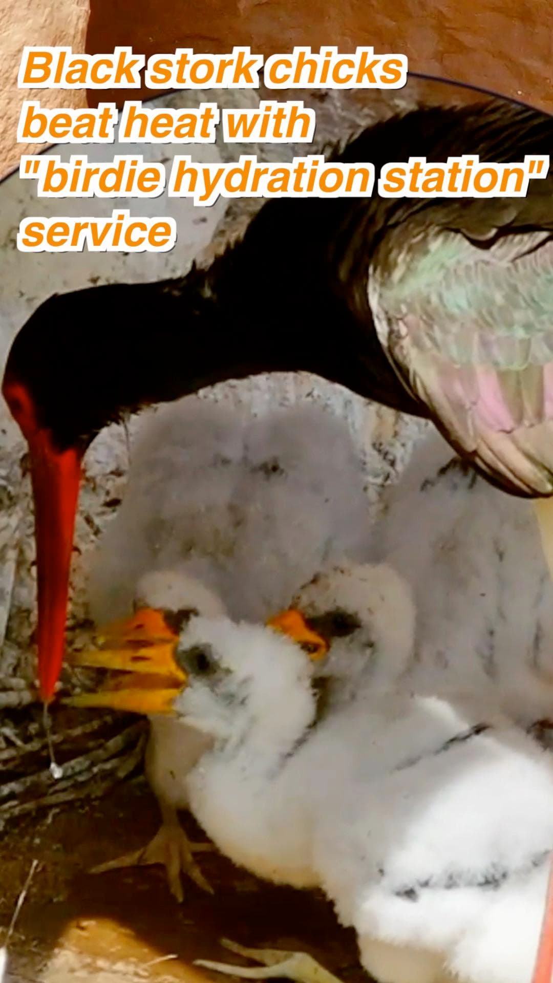 นกกระสาดำกลายร่างเป็น 'เครื่องจ่ายน้ำ' เก็บน้ำป้อนลูกนกน้อยคลายร้อน