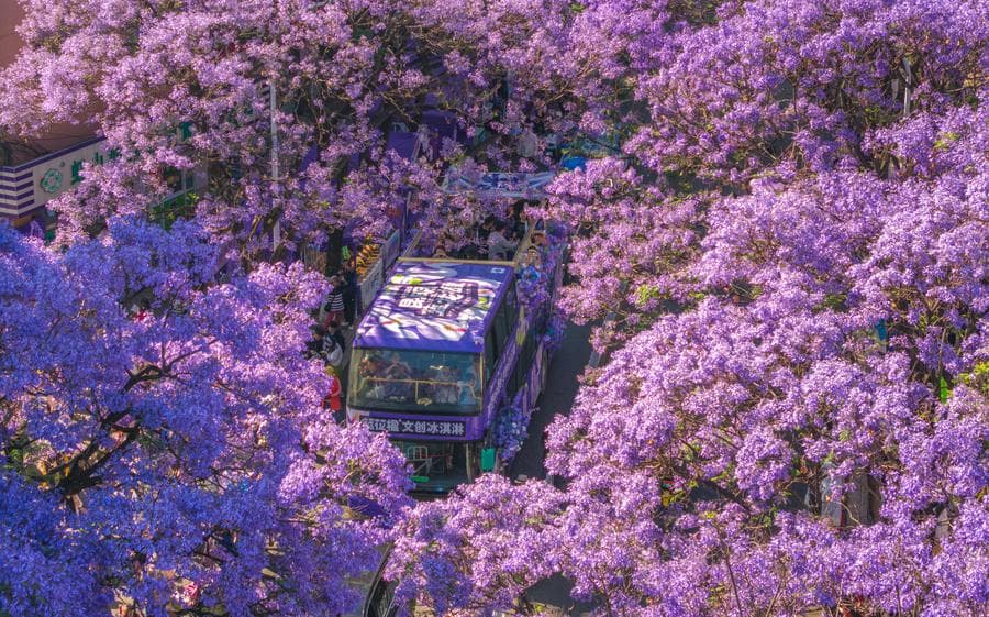 ดอกศรีตรังม่วงสวยบานสะพรั่ง ดึงดูดนทท.แห่ชมในคุนหมิง