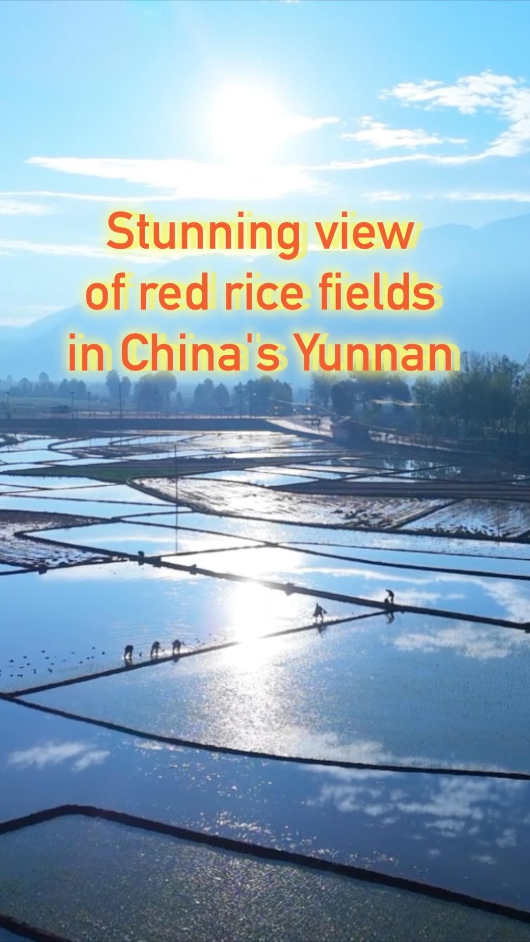 บินโดรนชมวิว 'นาข้าวแดง' ในยูนนาน ณ ความสูงกว่า 2,600 ม.