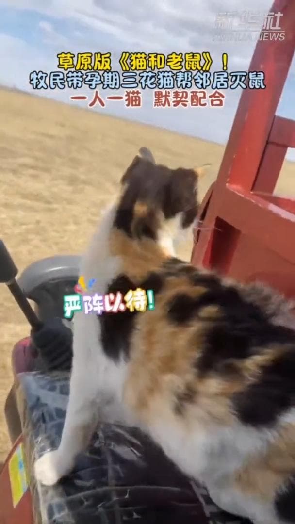 แมวเหมียวสามสีท้องโย้ ไล่จับหนูว่องไวในมองโกเลียใน