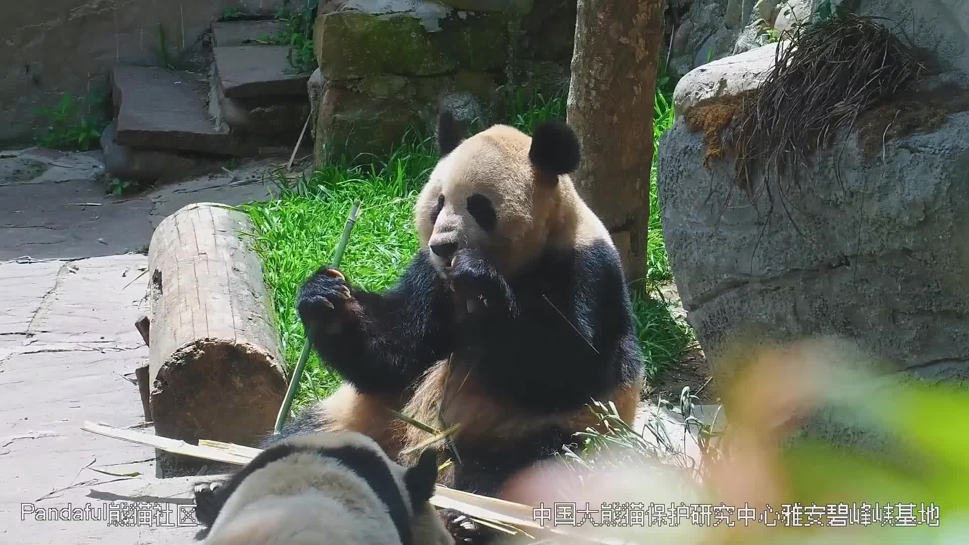 ส่องชีวิต 'แพนด้ายักษ์' อาบแดดต้นฤดูร้อนสุขใจในเสฉวน