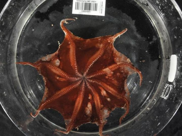 ออสเตรเลียพบ 'หมึกแฟลปแจ็ค' พันธุ์ใหม่ ขณะสำรวจหุบผาใต้ทะเลลึก