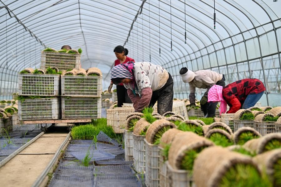 ฤดูดำนาปลูก 'ข้าวเสี่ยวจ้าน' ในเทียนจิน