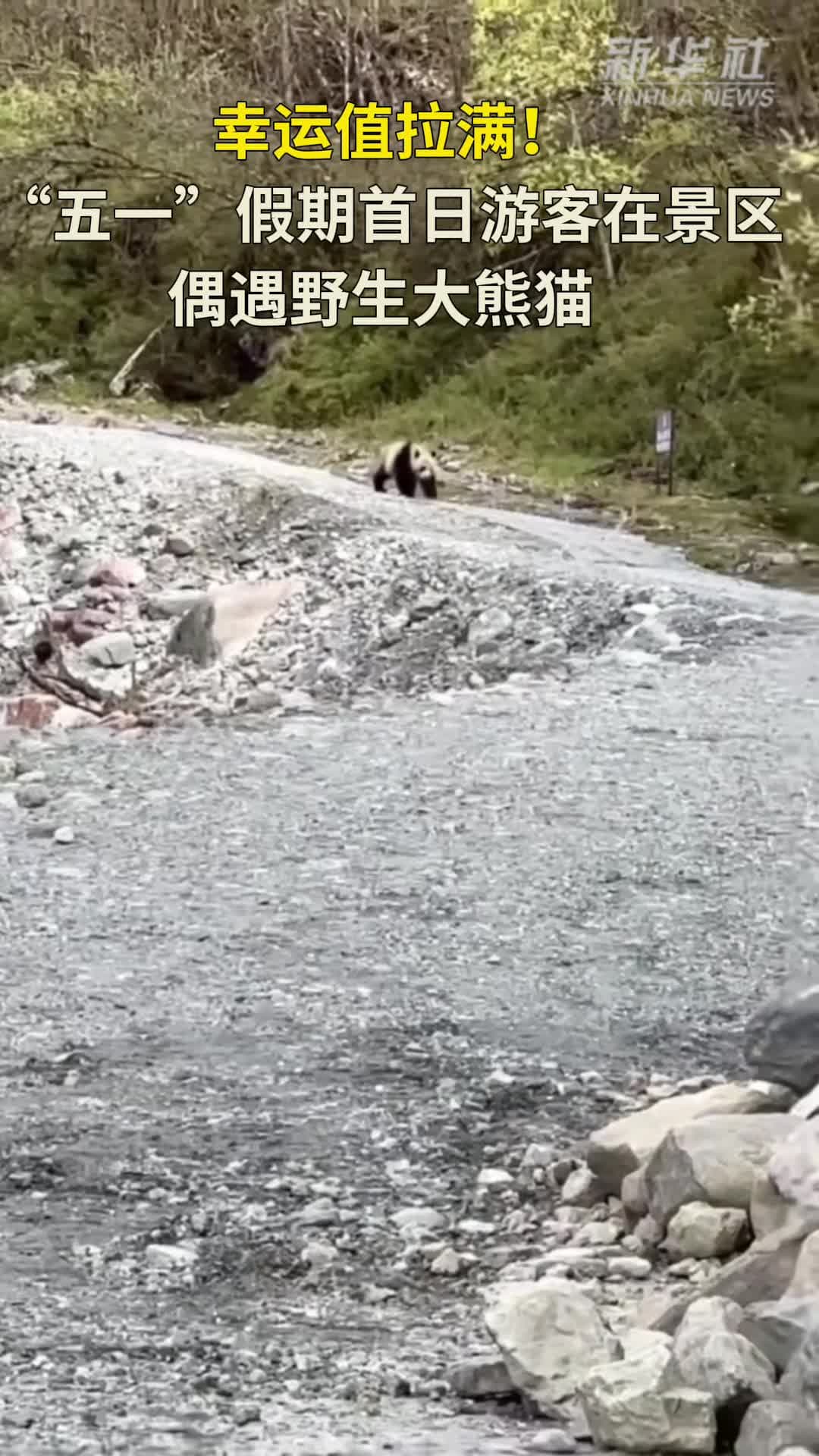 นักท่องเที่ยวเจอ 'แพนด้าป่า' เดินชิลในเสฉวน