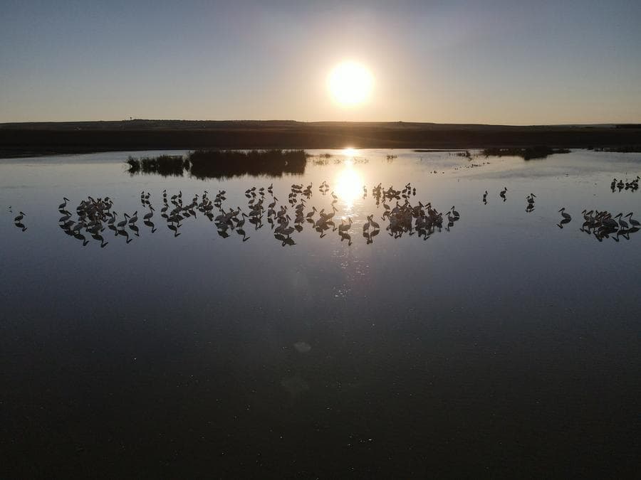 นกกระทุงใช้ชีวิตกลางทะเลสาบในตุรกี