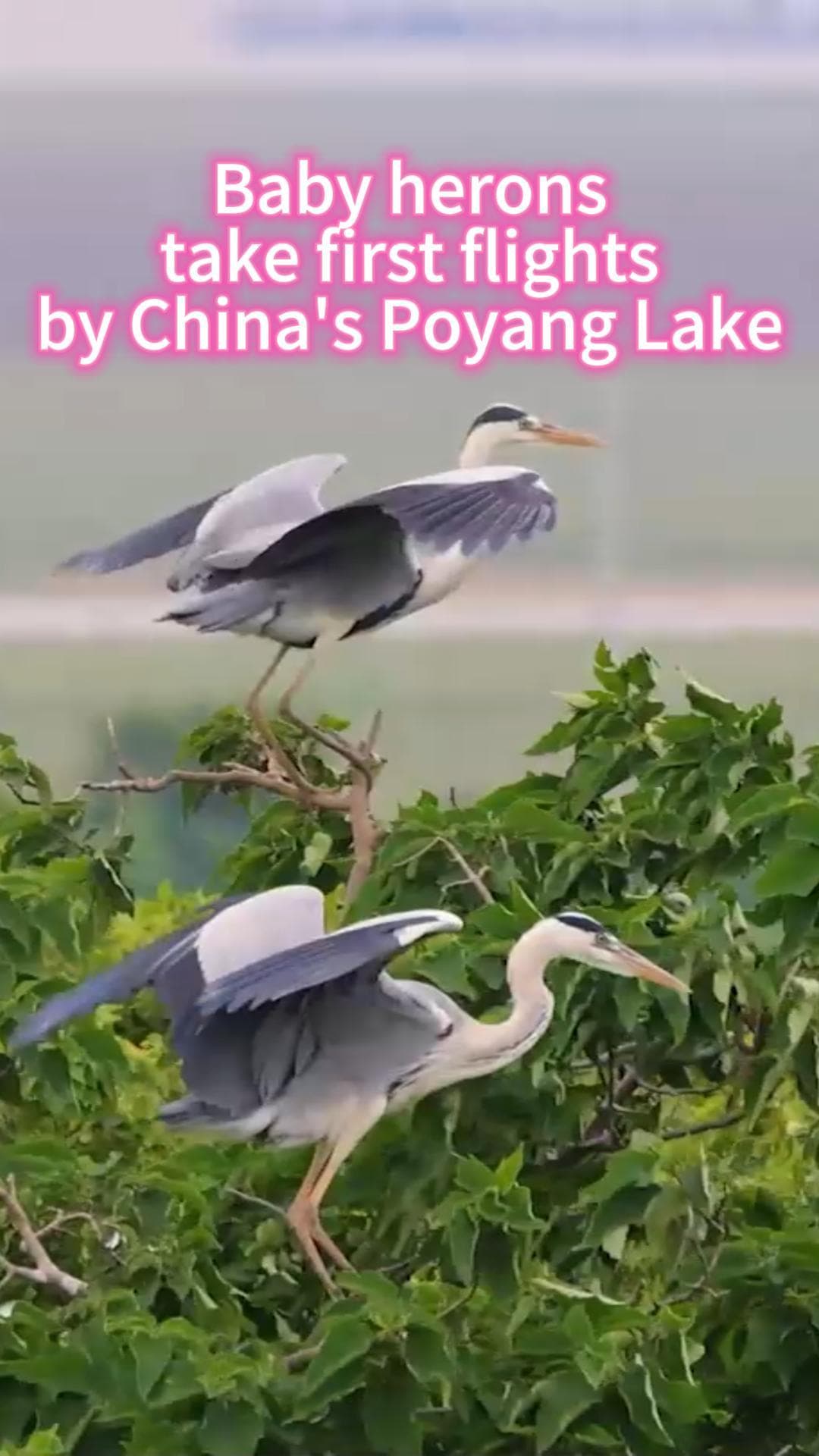 ครอบครัว 'นกกระสานวล' สร้างรังนอนริมทะเลสาบโผหยาง