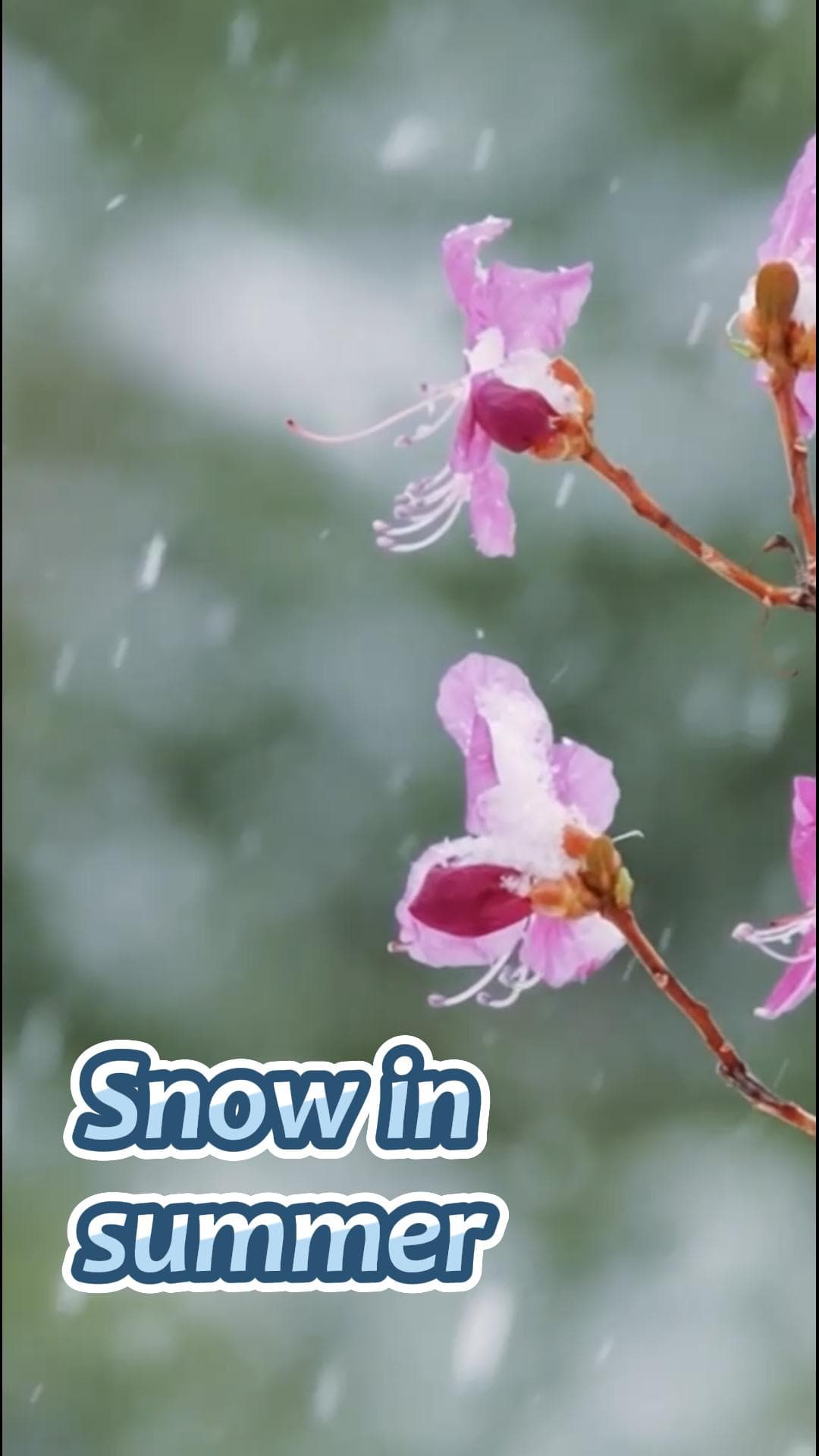 ทิวทัศน์ 'หิมะฤดูร้อน' ณ โม่เหอ เมืองเหนือสุดของจีน