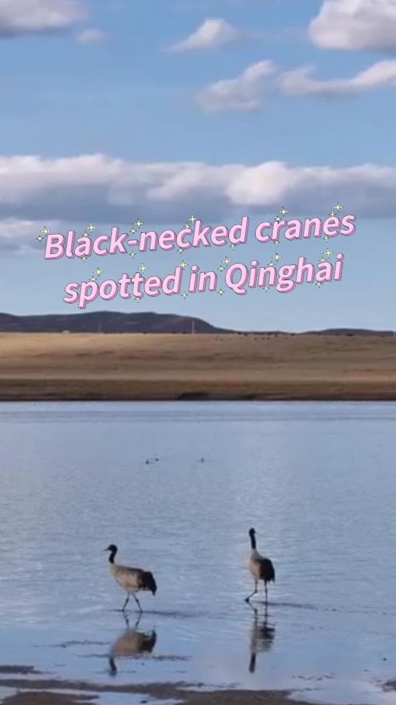 นกกระเรียนคอดำเยื้องย่างหากิน ใช้ชีวิตแสนสงบในชิงไห่