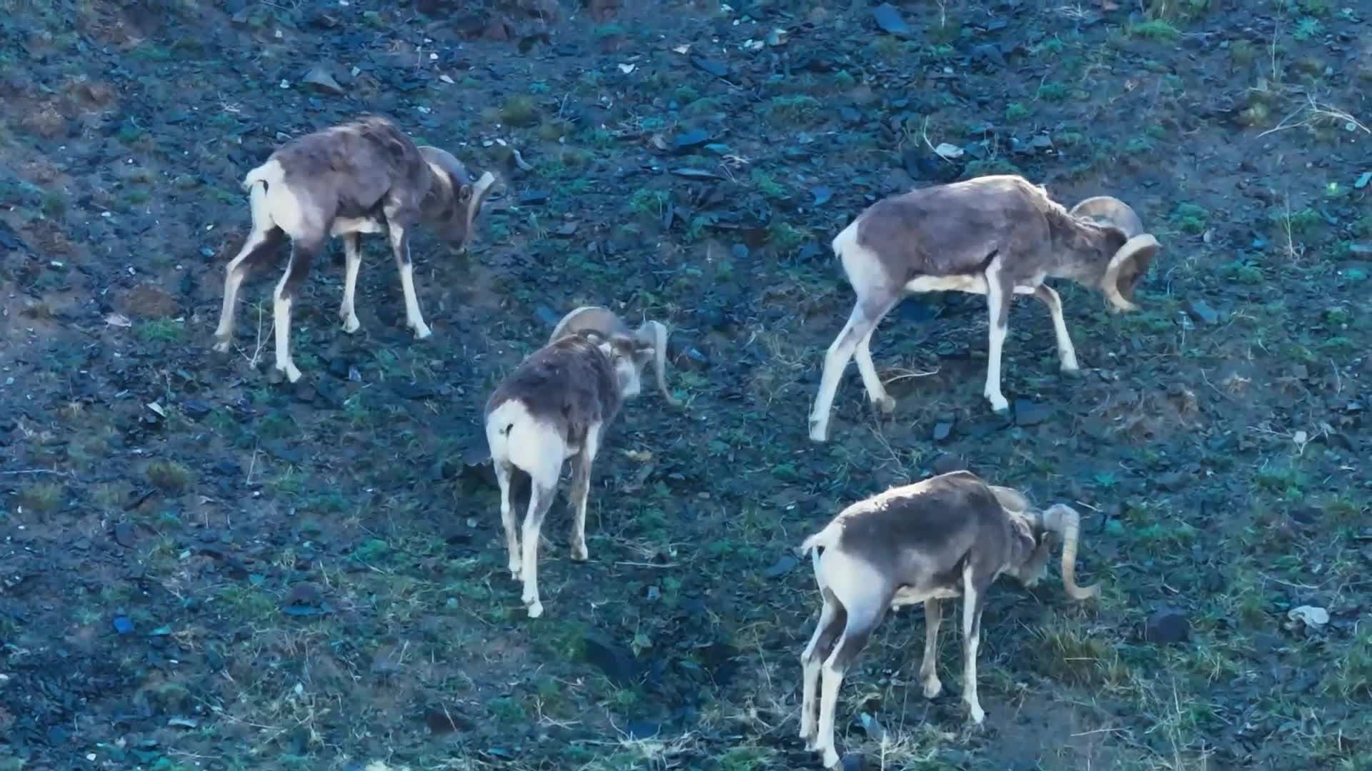 ฝูง 'อาร์กาลี' เดินไต่ภูเขาหากินในซินเจียง