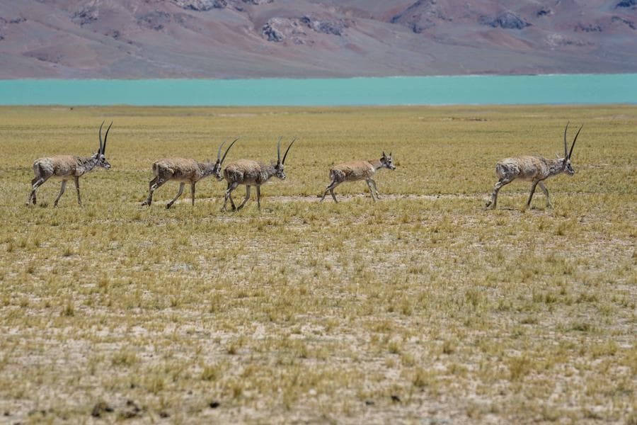 แอนทีโลปทิเบตเริ่มอพยพ 'ออกลูก' ประจำปี