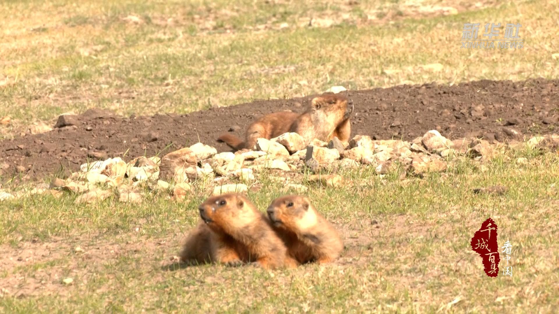แก๊ง 'มาร์มอต' ใช้ชีวิตสุขสงบกลางทุ่งหญ้ามองโกเลียใน