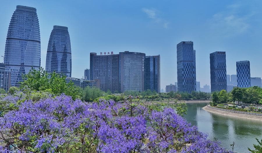 ดอกศรีตรังม่วงสวย แต้มสีสันสดใสในเฉิงตู