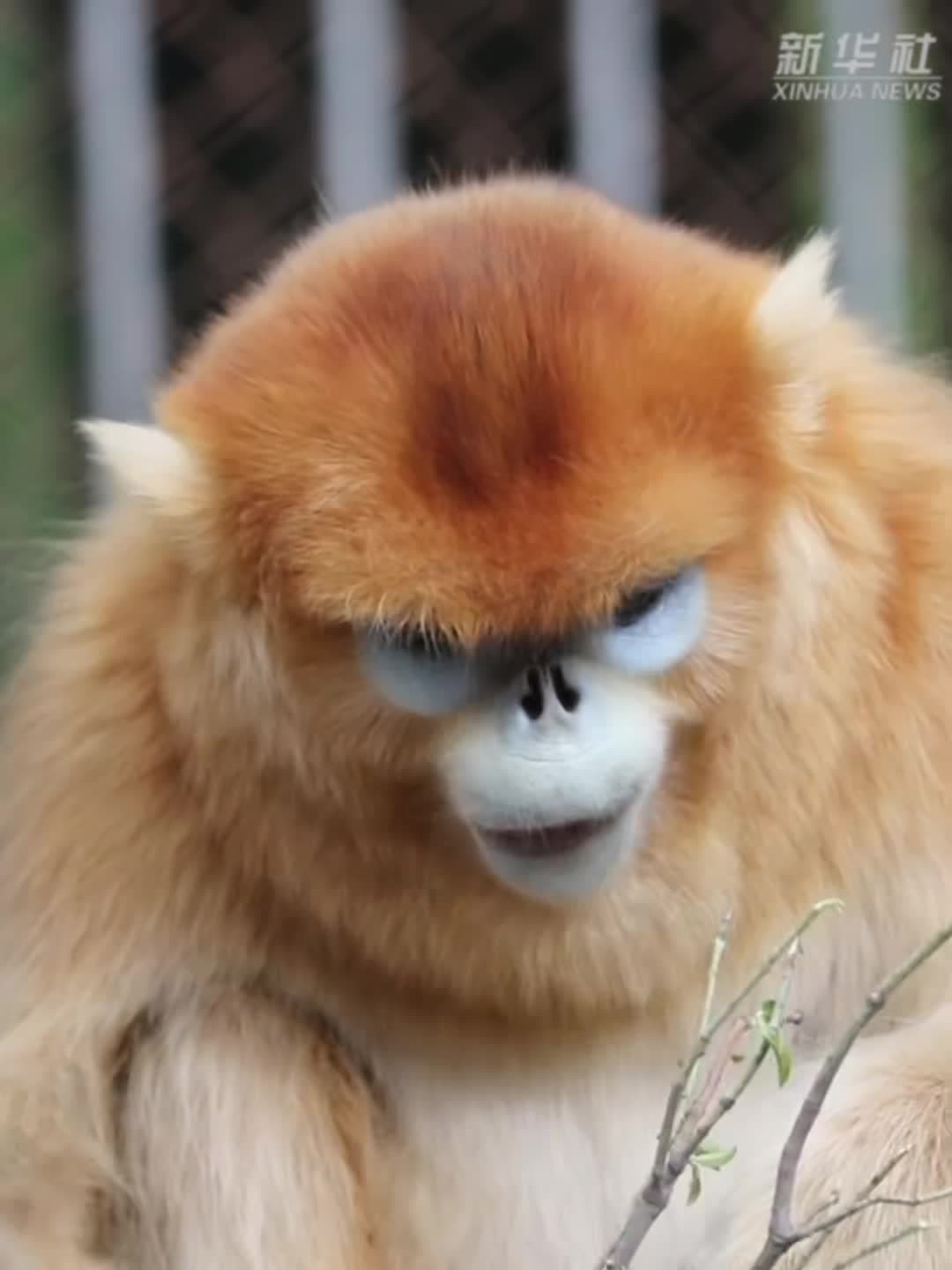 กินเพลินเจริญใจ 'ลิงจมูกเชิดสีทอง' กับบุฟเฟต์ใบไม้