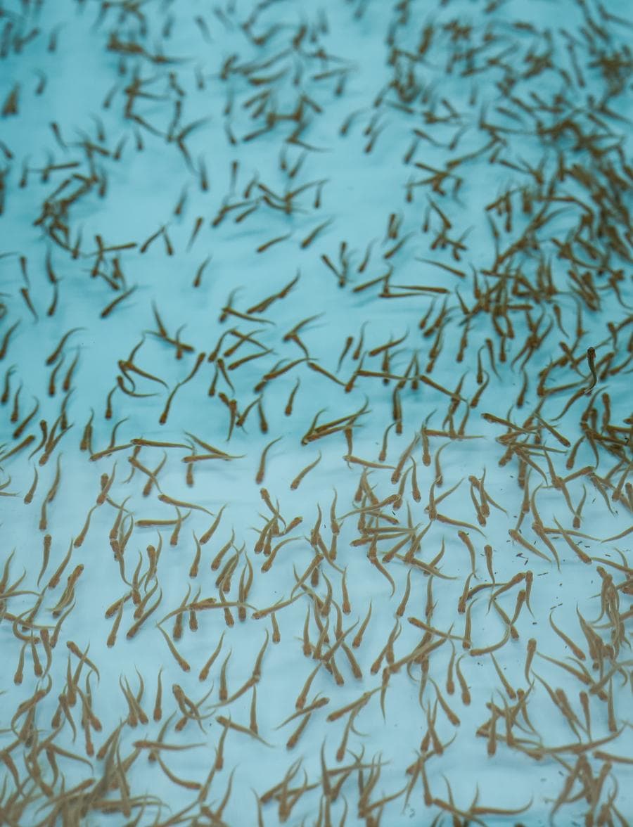 จีนทำสำเร็จ ผสมเทียม 'เสฉวน ไทเมน' ปลาใกล้สูญพันธุ์