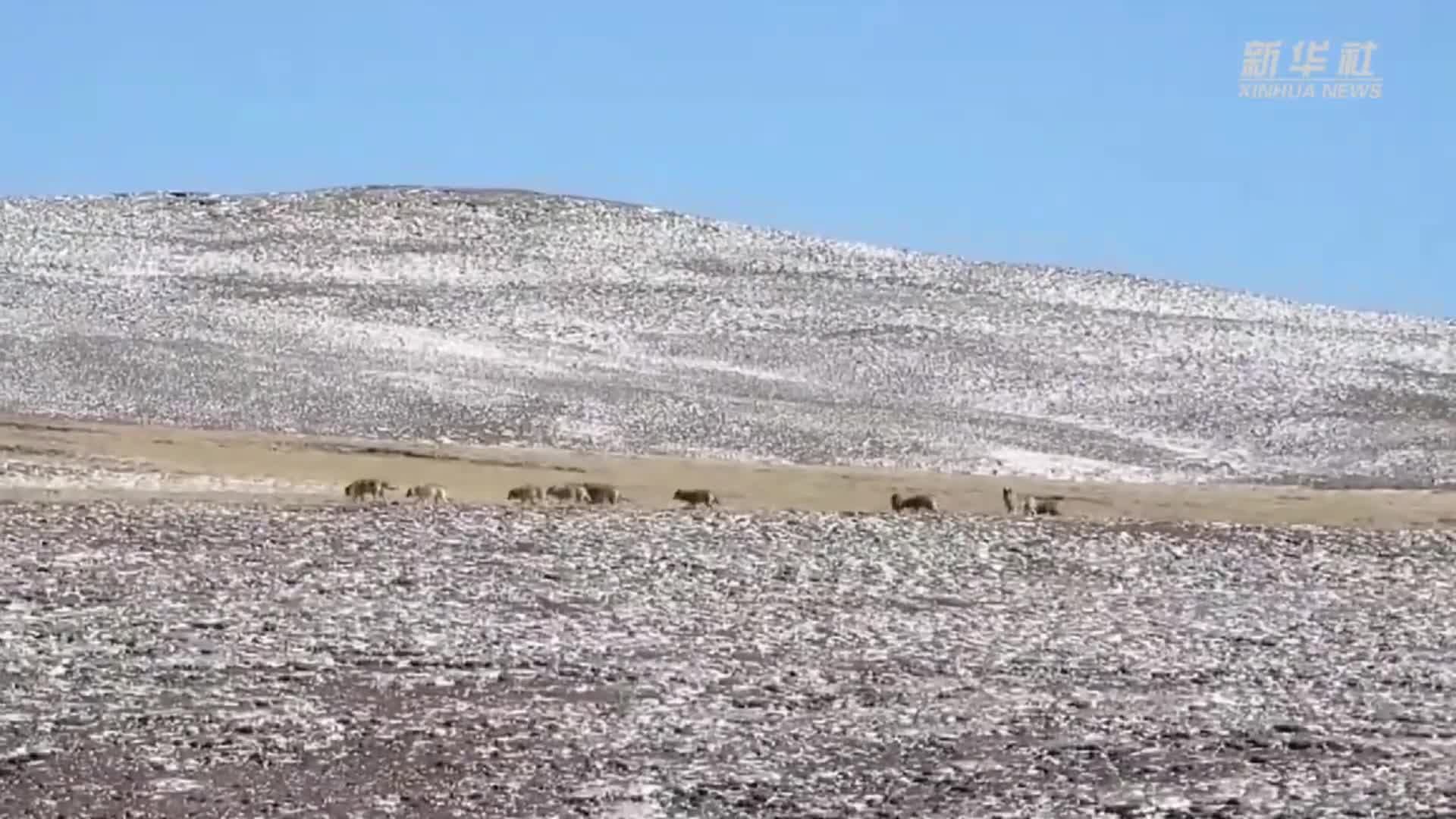 ชิงไห่จับภาพ 'หมาป่า' ฝูงใหญ่ เดินเรียง-วิ่งเล่น