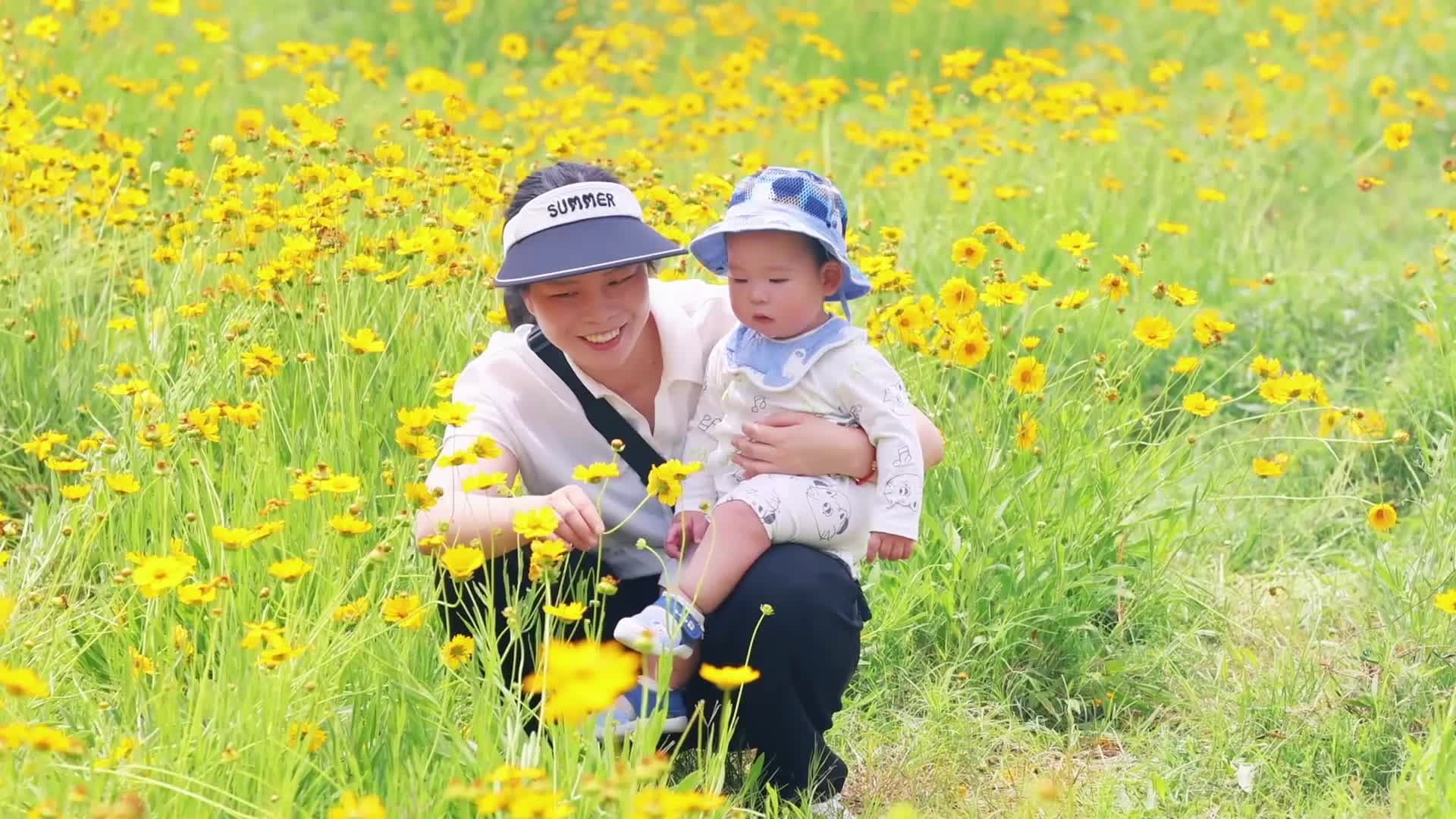 เช็กอินทุ่ง 'ดอกตาเสือ' เหลืองสดสวยเพลินตาในหูหนาน