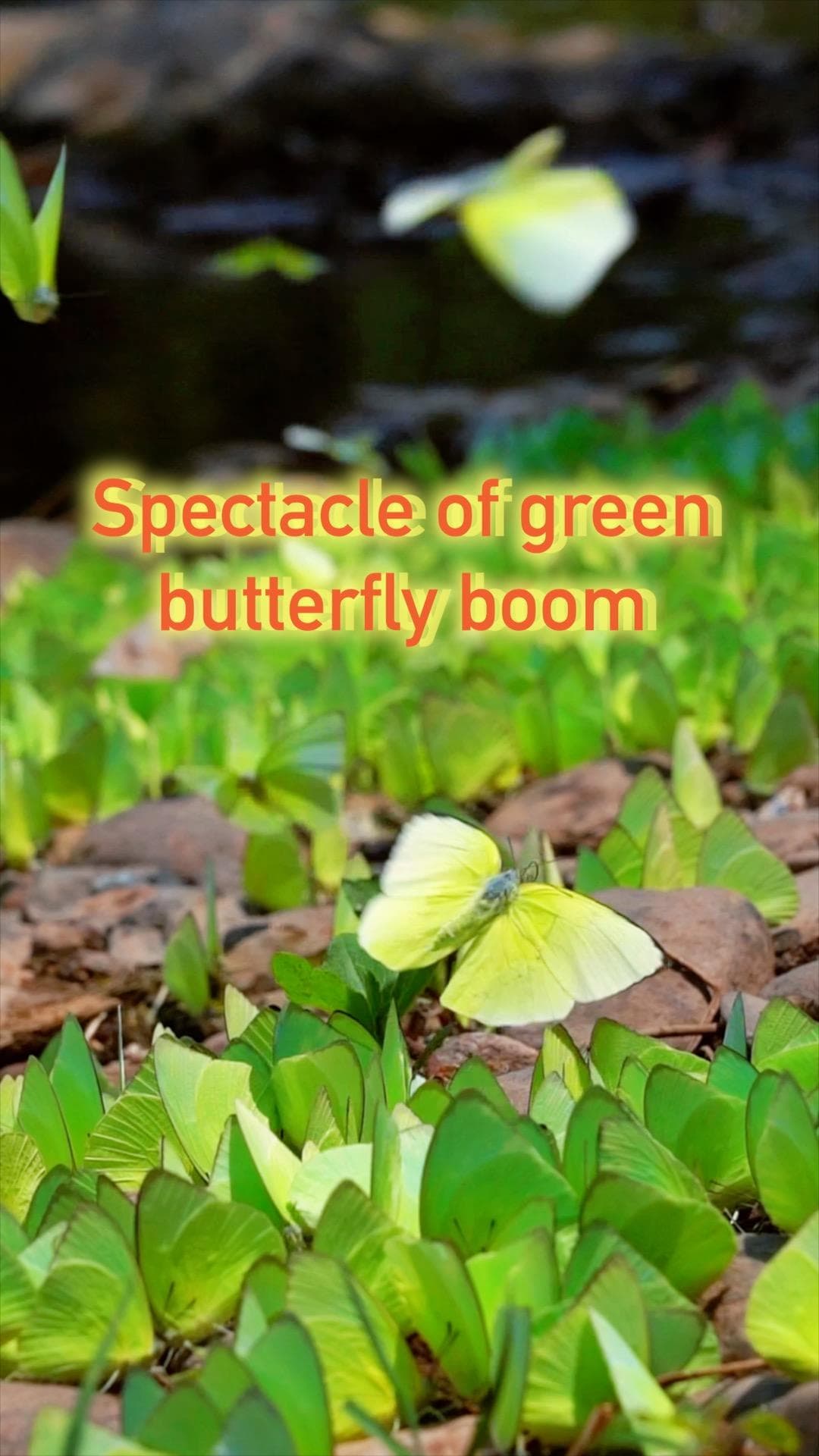 ฝูง 'ผีเสื้อสีเขียว' บินเกาะตามพื้น ขยับปีกน้อยราวผืนหญ้ามีชีวิตในยูนนาน