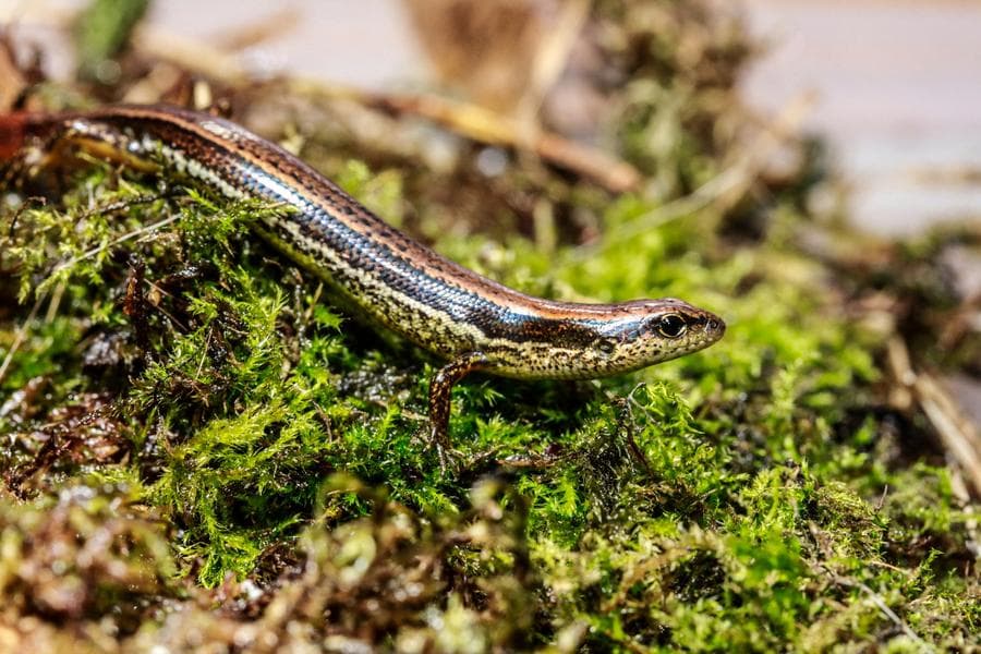 ชมโฉม 'หลี่ว์ไล่' จิ้งเหลนพันธุ์ใหม่ในเกาะไต้หวัน