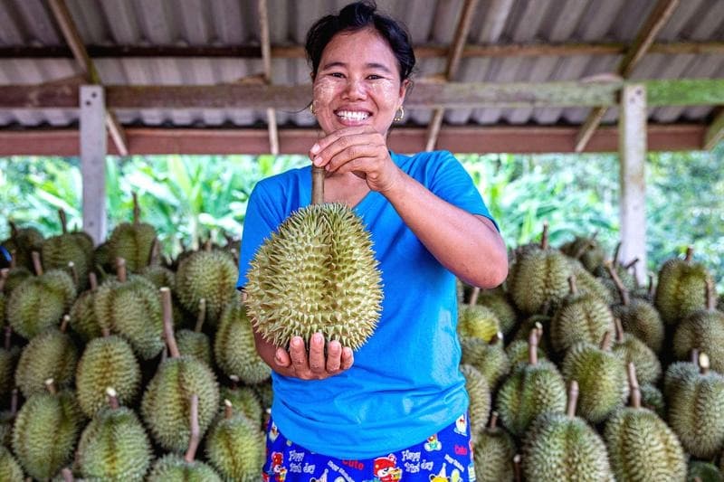 จากสวนสู่โต๊ะอาหาร เรื่องราวของ 'ทุเรียน' ราชาแห่งผลไม้ไทย