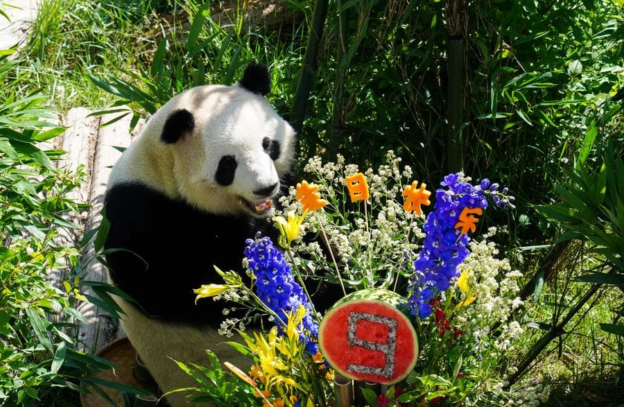 สองแพนด้ายักษ์หม่ำเค้กผลไม้สบายใจ ฉลองวันเกิด 9 ขวบในชิงไห่