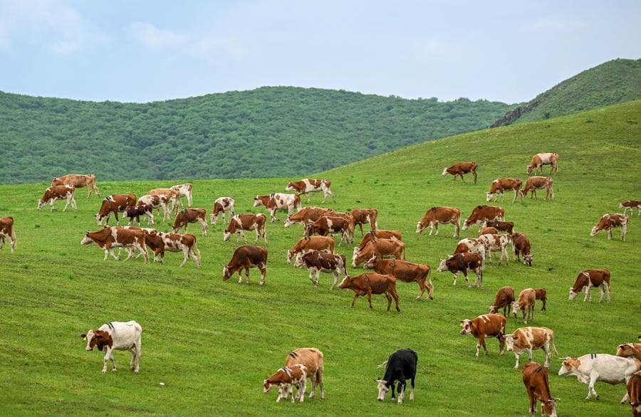 ปศุสัตว์หากินกลางทุ่งหญ้าเขียวในมองโกเลียใน