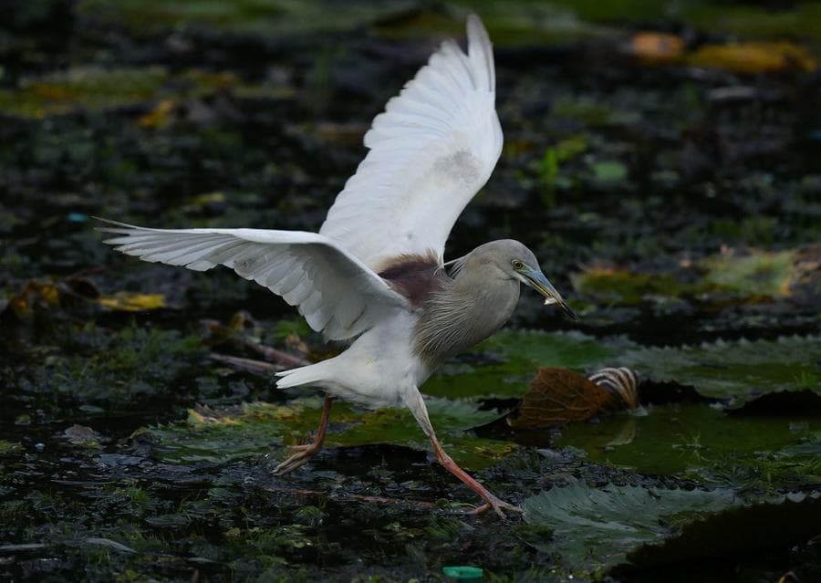 ส่องชีวิต 'สารพัดนกน้ำ' กลางบึงบัวในศรีลังกา