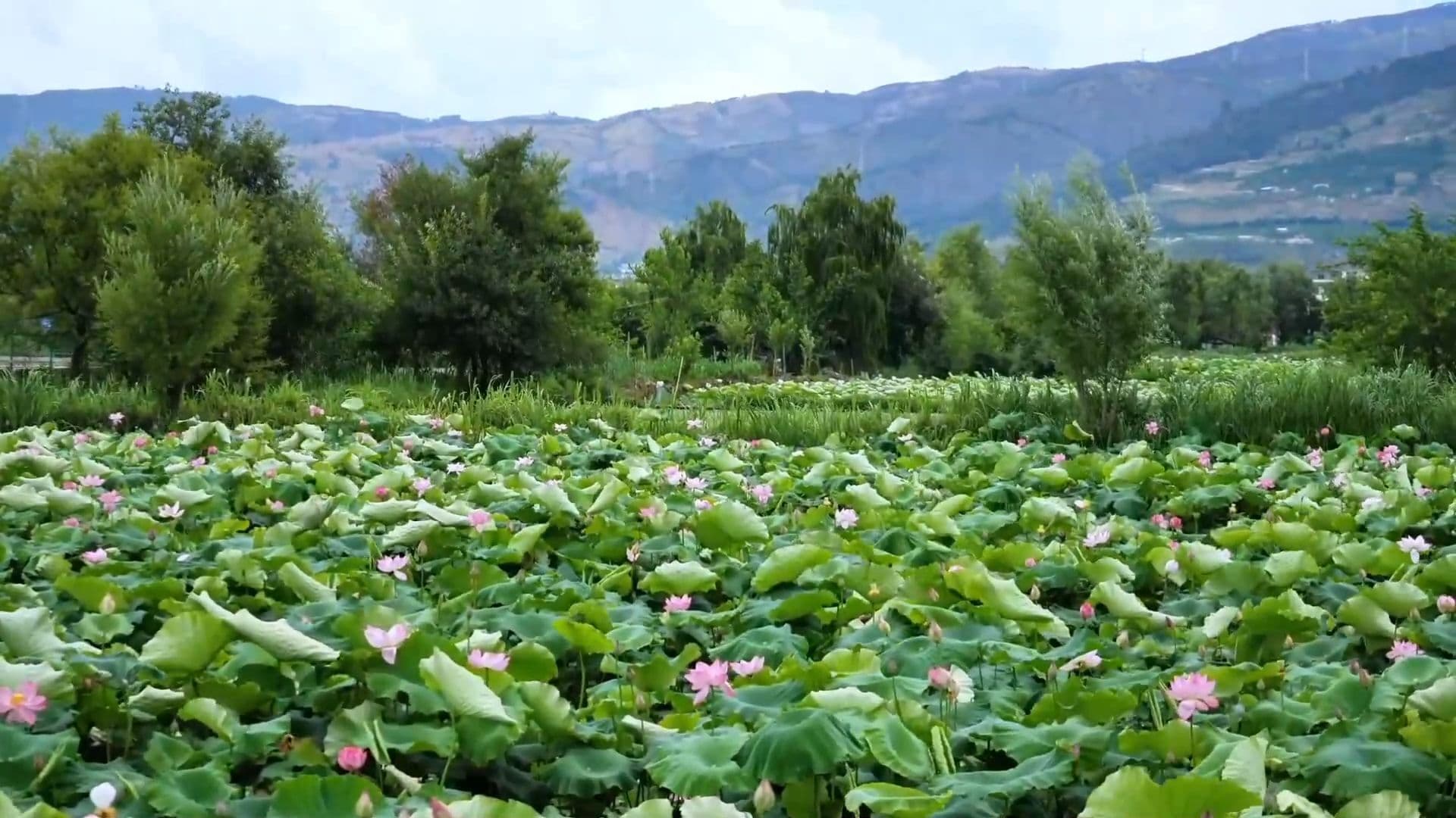 เดินชม 'บึงบัวบาน 4,000 ไร่' สัมผัสกลิ่นหอมยามหน้าร้อนในยูนนาน