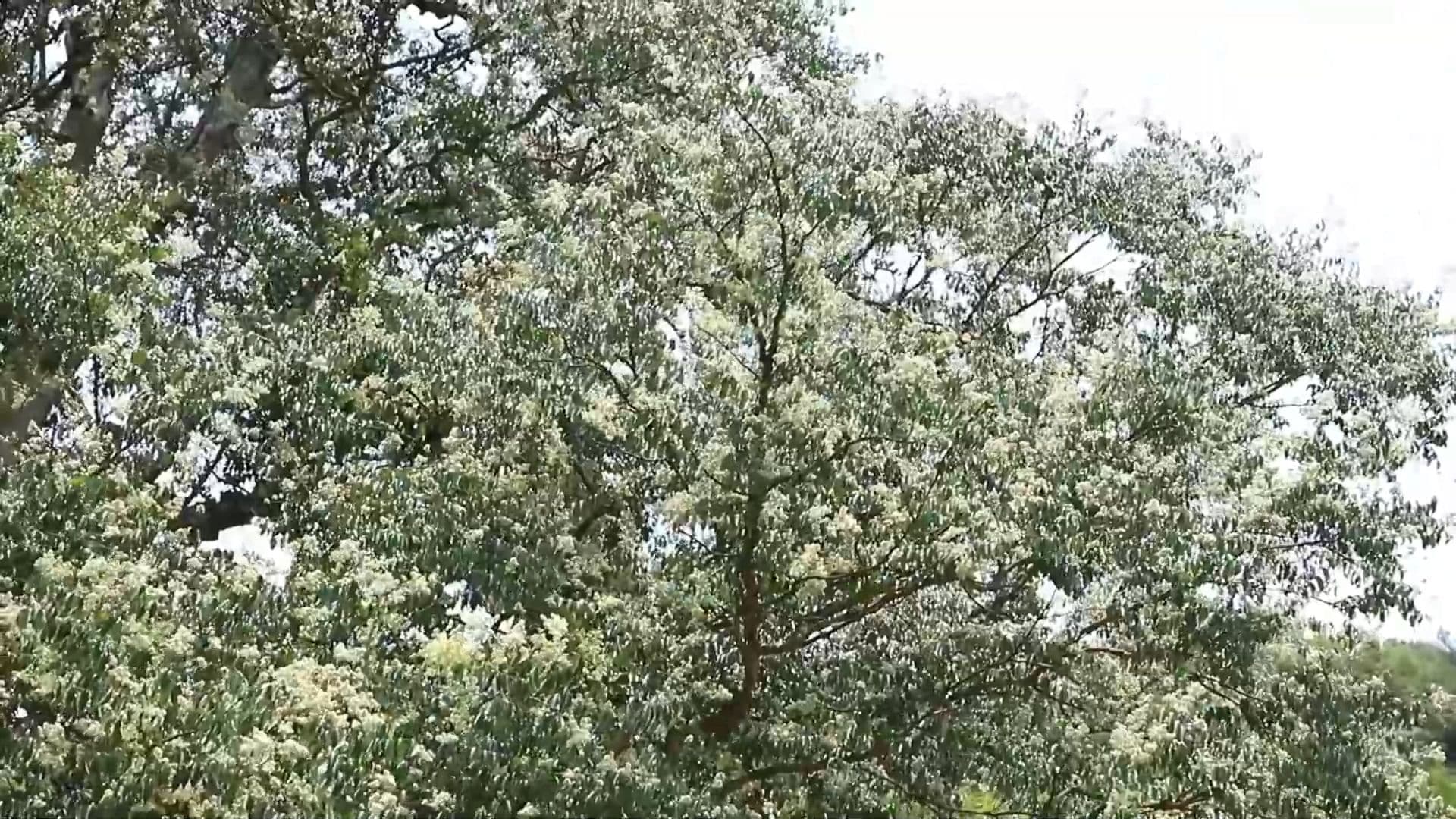 ต้นจื่อเวยอายุ 1,300 ปี 'ฟอสซิลที่มีชีวิต' ผลิดอกสะพรั่งในกุ้ยโจว