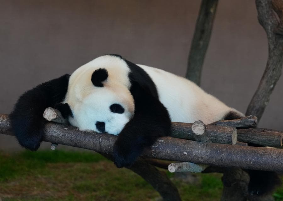 ชาวญี่ปุ่นแห่อำลา '4 แพนด้ายักษ์' ก่อนส่งกลับจีน