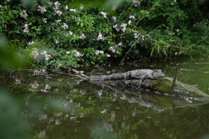 ชาวนอร์ทแคโรไลนาเจอ 'แอลลิเกเตอร์' เดินเตร่ ตัวเบิ้มยาว 3 เมตรกว่า