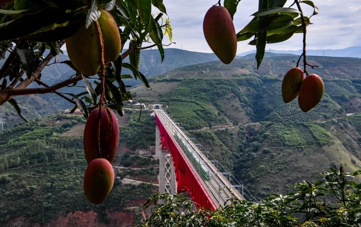 ลาวส่งออก 'มะม่วงสด' ล็อตแรกไปจีน 90 ตัน