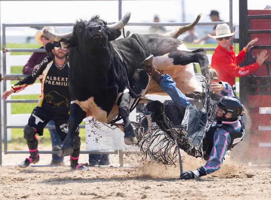 การแข่งขัน 'ขี่วัวกระทิง ขี่ม้า' ดุเดือดเร้าใจในแคนาดา