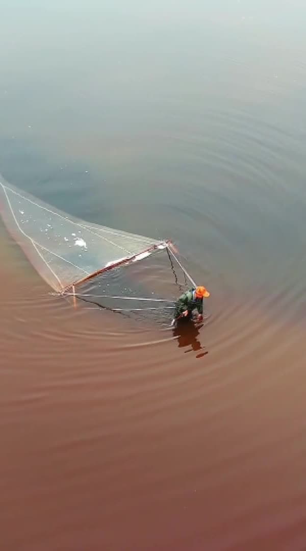 ฤดูกวาดจับ 'ไรน้ำเค็ม' กลางทะเลสาบเกลือในจีน